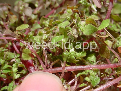 pellitory, Florida